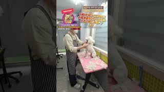 #이기명 #반갑다 #애견미용 #애견미용사 #훈육미용 #교육미용 #dog beauty #dog groomer