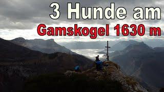 3 Hunde am Gamskogel