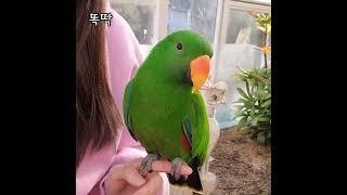 [지구] 지구가 유일하게 아빠한테 배운 것 / 엄마가 해서 놀람 / talking parrot / #shorts