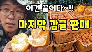 맛있고 진한 꿀감귤 마지막 귤 판매합니다 #감귤택배 #감귤농사