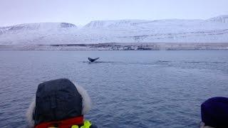 Winter Whale Watching from Akureyri - 23 December 2016 by Sigurlaug Sigurðardóttir