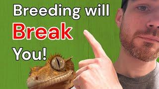 Breeding Crested Geckos will BREAK you!!