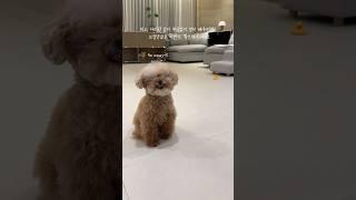 영어 공부하는 강아지 #미소아라TT #스픽
