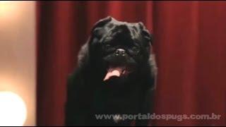 Fido - "Casting Call" - Comercial de TV - Propaganda com Pug