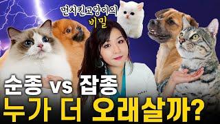 순종 vs 잡종, 누가 더 오래살까?  강아지 고양이들의 수명과 유전병의 비밀