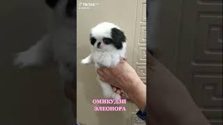 Омикудзи Элеонора