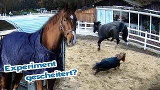 Pony treibt Pferd zur Weißglut - Shettys als Herdenersatz unbrauchbar?