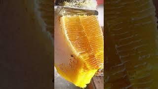 Honey being processed.    #honey #satisfying #bees #viral #fyp #savethebees