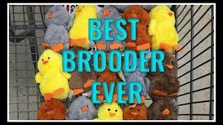 Your BEST Chicken BROODER!