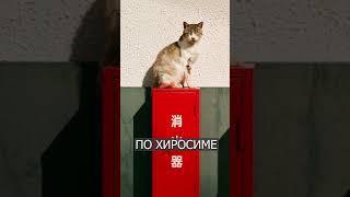 КОШКА упала в чан и поставила на уши всю Японию
