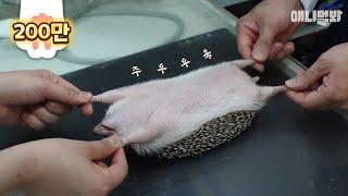 여기는 쪼꼬미 고슴도치 전문병원 입니다ㅣHedgehog Visits Hospital With Swollen Body