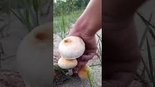 Magic mushroom  subscribe for more