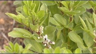 Pulse Options for WA grain growers