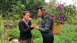 Picking red apples to sell together, Mother Hon's joy on the first day of the year/ Daily life