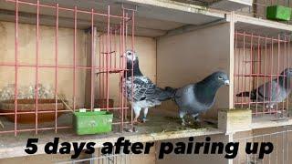 Paired Up Breeding Pigeons 5 Day Update