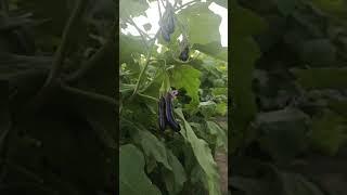 #eggvageitable #dailyvlogging #dailyvlogging #vlog #nature #villagelife #agriculture #myvlog