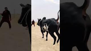 dangerous cow qurbani 2025