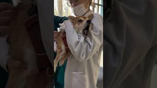 Dog’s vet visit: a comedy show on four paws! #funny #dog #doglover #vet #funnypets #shorts