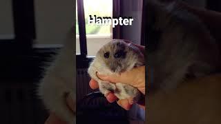 Hampter meme #memes #funny #hampter