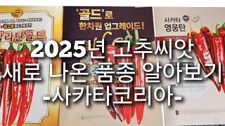 2025년 새로 나온 고추종자 자세히 알아보기 제1탄 (사카타코리아)