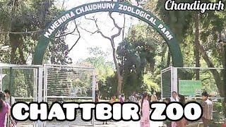 Chhatbir zoo in chandigarh - chattbir zoo chandigarh zoo ticket price 2025| Chandigarh chidiya ghar