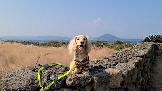 Dachshund Malrang's Jeju Island trip vlog 4
