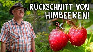 Himbeeren schneiden & pflegen im Frühjahr und Herbst!  - Der Rückschnitt einfach erklärt