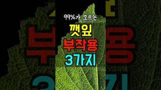 껫잎 부작용 조심하세요 혈전 간질환