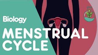 What Is The Menstrual Cycle? | Physiology | Biology | FuseSchool