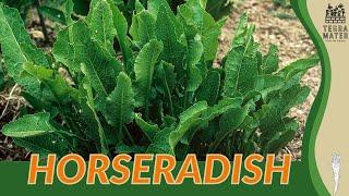 HORSERADISH Information, Description & More! (Armoracia rusticana)