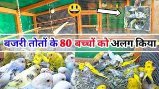 BUDGIES PARROT KE BACCHON KO ALAG KIYA || बजरी तोतों के कुछ बच्चें कॉलोनी से निकले अलग किए।