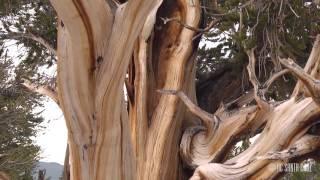 Ecosystems of California: Stripbark Growth