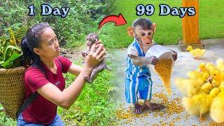 FULL VIDEO: Before And After 99 Days Picking Up The Baby Monkey MiMi