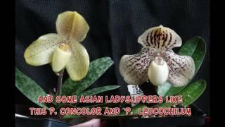 My Orchid Collection in 60 seconds