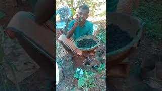 Method of preparing cut vines.....@kMkarshikanursery