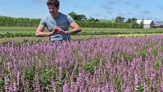 Climate-proof flowers: Salvia Feathers Flamingo