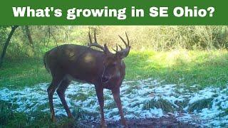 Ohio whitetail deer hunting:  Mature bucks of the Habitat Oasis Project