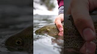 Winter Water | Fly Fishing #idaho #fishing #howtoflyfish