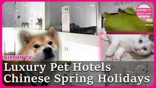 Luxury pet hotels in China fill up in Lunar New Year holidays