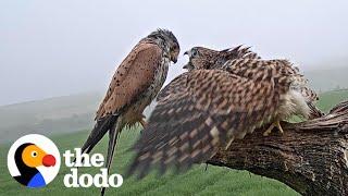 Single Kestrel Parent Raises Six Chicks | The Dodo