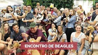 8º encontro dos Beagles de Curitiba - Janeiro 2018 - Organização Hiperzoo e parceria Meu AUmigo Cão