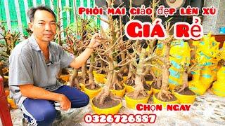 Phôi mai giảo đẹp lên xù giá rẻ 29/10 #aSự0326726887|MaivàngThanhTâm