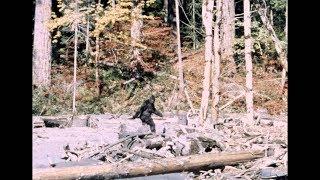 Bigfoot - Patterson/Gimlin Film | Stabilized | 10/20/1967