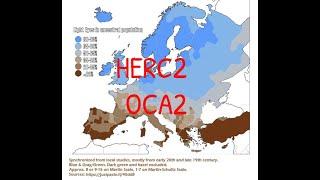 The Origins Of Blue Eyes, OCA2-HERC2 phylogenetic tree