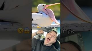 מטורףףף!!! ככה חיות שונות מפהקות כשהן עייפות 