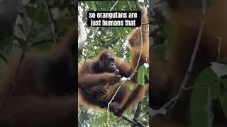 Orangutans are wise Animals. Orangutans facts and legends #animalfacts #orangutan #legends