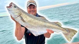 Slow Jig Fishing Lands Donkey 15lb+ Pollack On Inshore Wreck