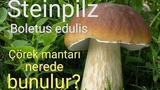 Çörek mantarı nerede bulunur? Schteinpilz finden. (Boletus edulis) porçini mantarı