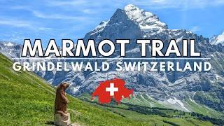 Grindelwald First Marmot Trail - Best Hikes Switzerland