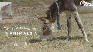 Snuggle With Rescue Donkeys While They Look For Their Forever Homes | The Dodo Airbnb Experiences